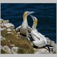 2022 3rd Jane Rudd - gannets
